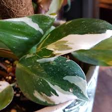 Philodendron White Knight