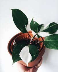 Philodendron White Knight